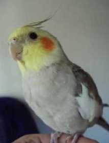 Lost Cockatiel