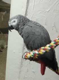 Lost African Grey