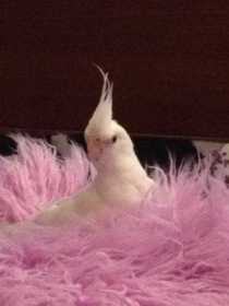 Lost Cockatiel