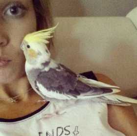 Lost Cockatiel