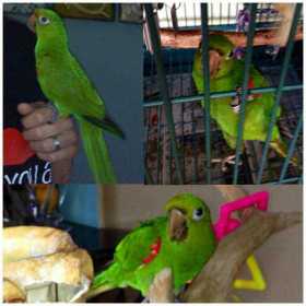 Lost Conure