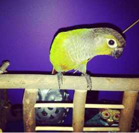 Lost Conure