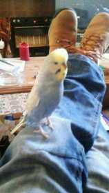 Lost Budgerigar