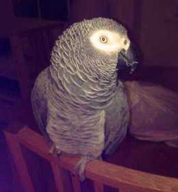 Lost African Grey