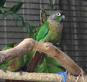 Lost Conure