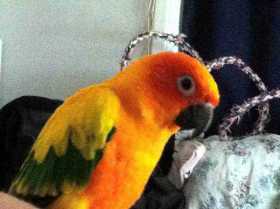 Lost Conure