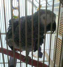 Lost African Grey