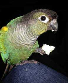 Lost Conure