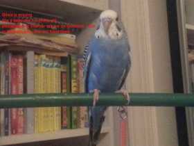 Lost Parakeet