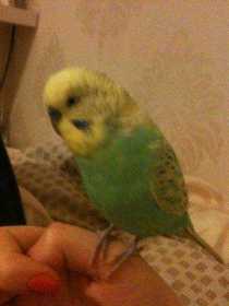 Lost Budgerigar