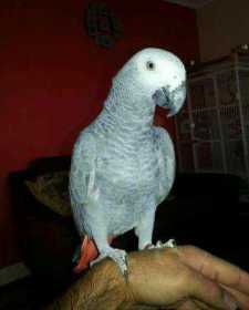 Lost African Grey