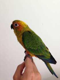 Lost Conure