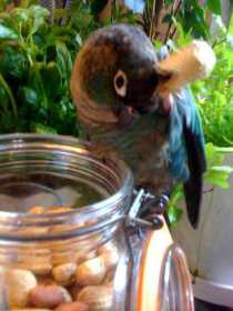 Lost Conure