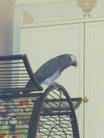 Lost African Grey