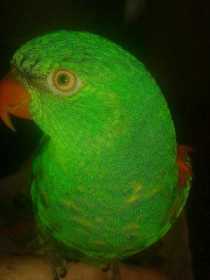 Lost Lory / Lorikeet