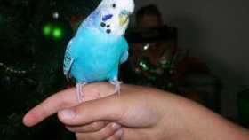 Lost Budgerigar