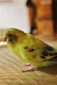 Lost Parakeet