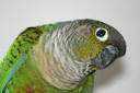 Lost Conure