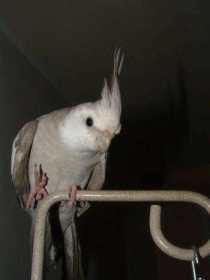 Lost Cockatiel