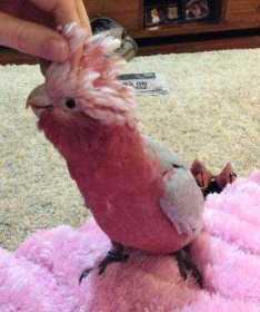 Lost Galah Cockatoo