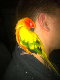 Lost Conure