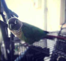 Lost Conure