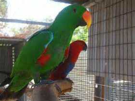 Lost Eclectus