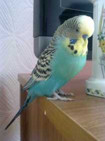 Lost Budgerigar