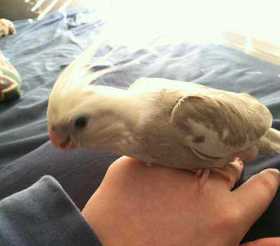 Lost Cockatiel