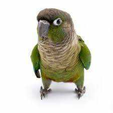 Lost Conure