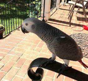 Lost African Grey