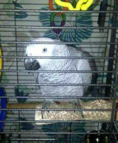 Lost African Grey