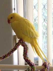 Lost Indian Ringneck Parakeet