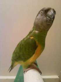 Lost Senegal