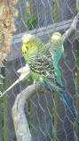 Lost Budgerigar