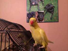 Lost Indian Ringneck Parakeet