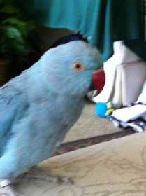 Lost Indian Ringneck Parakeet