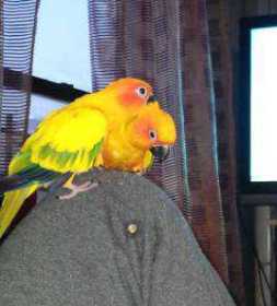 Lost Conure