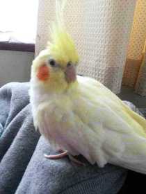 Lost Cockatiel