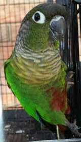 Lost Conure