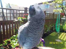 Lost African Grey