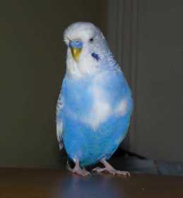 Lost Budgerigar