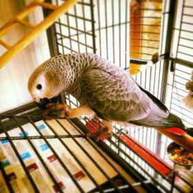 Lost African Grey