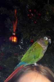 Lost Conure