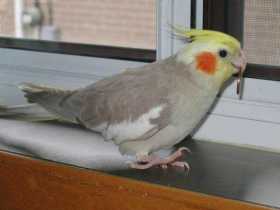 Lost Cockatiel