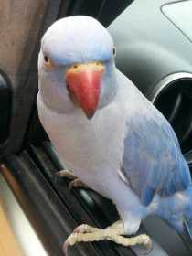 Lost Indian Ringneck Parakeet