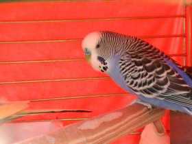 Lost Budgerigar