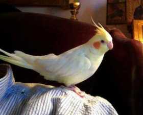 Lost Cockatiel