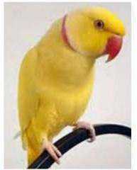 Lost Indian Ringneck Parakeet