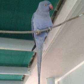 Lost Indian Ringneck Parakeet